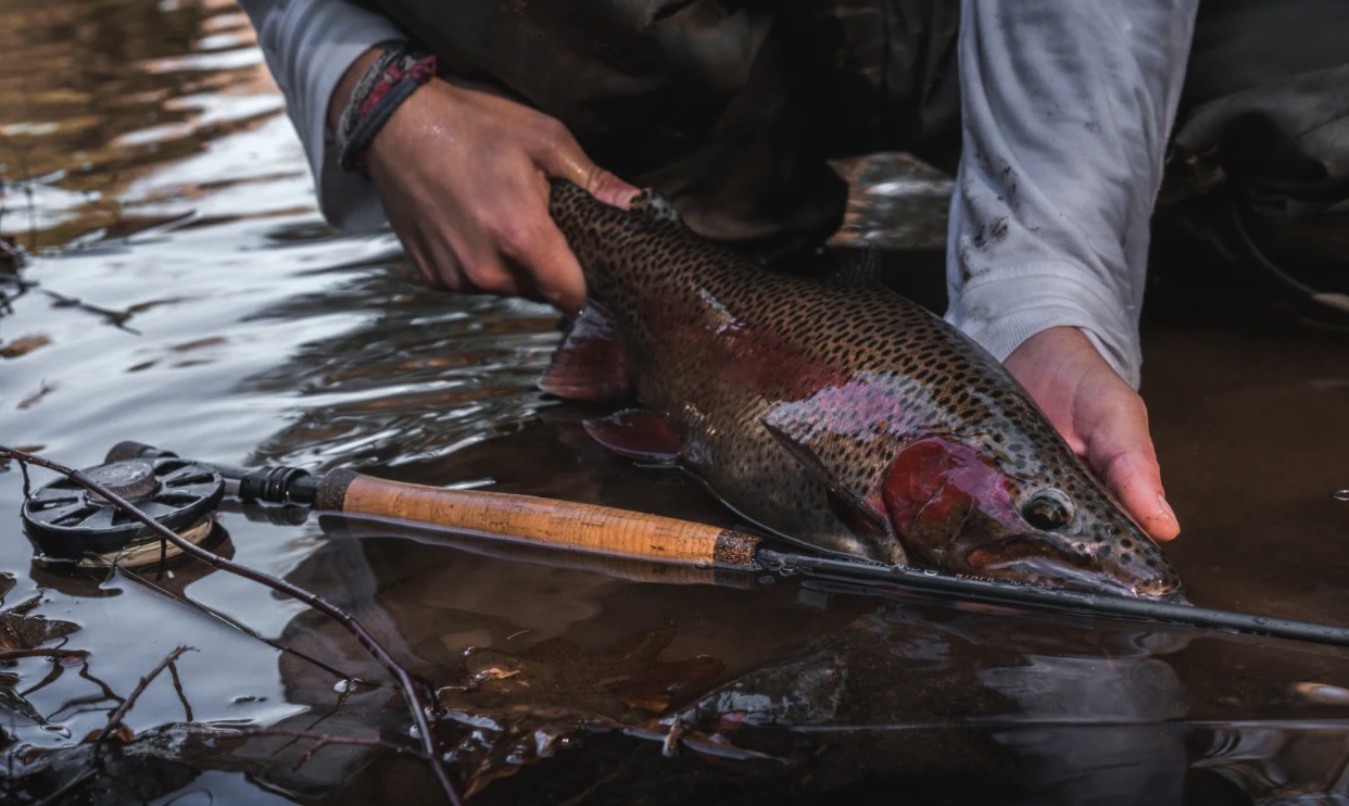 Cortland muškařský naviják Crown Disc Drag 3/5 Mid Arbor